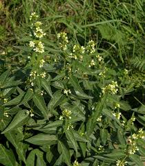 Image result for Vincetoxicum apiculatum