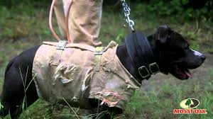 Midday heat can be one of the biggest dangers to a dog on a southern hog hunt. Hog Hunting Part 1 Mossy Oak Youtube