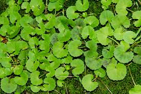 Image result for Centella asiatica