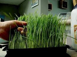 It also contains, vitamins a, c, e, k, b6, potassium, thiamin, riboflavin, niacin, pantothenic wheatgrass is also high in chlorophyll, which has an almost identical chemical structure to hemoglobin, a protein in. Grow Your Own Wheatgrass 7 Steps With Pictures Instructables
