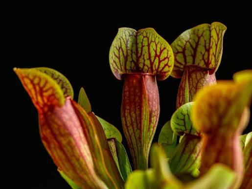Plantas Carnívoras – Los secretos de las plantas en Escuela Politécnica Campus Río Vena, Burgos