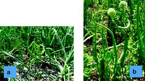 Curving, yellow or necrotic leaves; Figure 1 A Survey On The Infection Of Onion Yellow Dwarf Virus And Iris Yellow Spot Tospovirus In Seed And Bulb Productions Systems Of Onion In Calabria Italy Springerlink