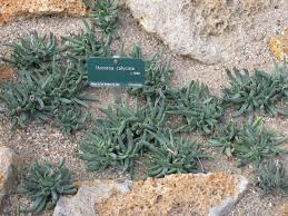 Image result for Hereroa