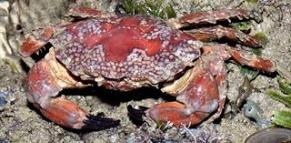 Image result for Mitrasacmopsis quadrivalvis