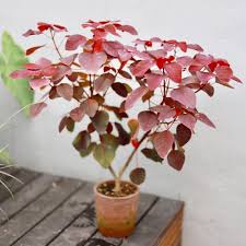 Image result for Euphorbia cotinifolia