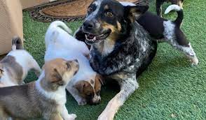 We help animals in crisis by taking animals from the streets and neglectful situations and working with county pounds. Puppy Luv Animal Rescue Home Facebook