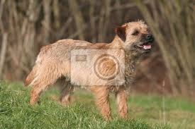 Want to know more about the.14 amazing facts about border terriers. La Position Statique Et Immobile Border Terrier Du Peintures Murales Tableaux Foret Entretien Topmast Myloview Fr