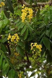 Image result for Cassia sieberiana