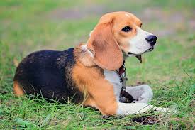 Image result for Harrier dog