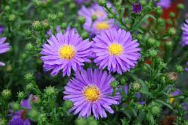 Birth Month Flowers Hgtv Month Flowers Birth Flowers Birth Month Flowers