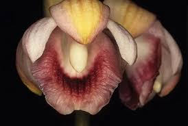 Image result for Vanilla polylepis