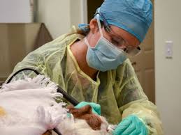 Check spelling or type a new query. Your Trusted Veterinarian In Viera Fl Island Animal Hospital
