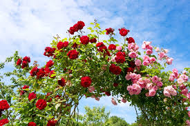 Knowing when to prune roses is has to be one of the most common gardening quandaries of all pruning roses also helps to control the size and shape of your rose plant while ensuring it's health if you live in the north and other colder areas of the uk we would recommend waiting until march after. 7 Best Climbing Roses For Garden Shade Horticulture Co Uk