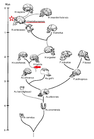 Pin On Human Evolution