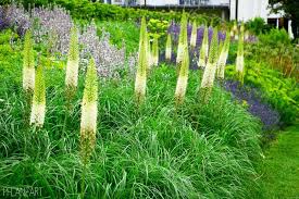 Steppenkerzen Eremurus Sommerblumen Pflanzen Stauden