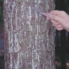 Roach and pest infestations natural remedies. Invasive Threats To Maine S Forests And Trees Forest Health Monitoring Maine Forest Service Maine Acf