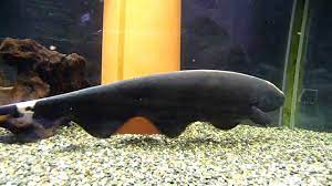Initially, they might struggle to feed. Black Ghost Knife Fish 2 30cm Youtube