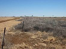 When we think of a desolate plain or a foreboding frontier town in the wild west, we might think of the iconic tumbleweed rolling through the scene. Tumbleweed Wikipedia