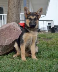 Yellow lab puppies for sale, they are absolutely adorable. German Shepherd Puppy Craigslist Dogs Breeds And Everything About Our Best Friends