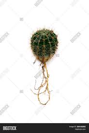 The easter cactus is a brazilian native. Cactus Echinopsis Root Image Photo Free Trial Bigstock