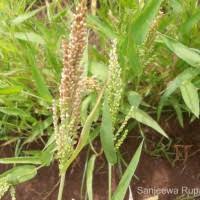 Image result for Panicum trichocladum