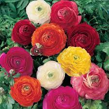 Buy Ranunculus Bulbs Online From Ireland S Online Garden Shop Ranunculus Asiaticus Ranunculus Bulb Flowers