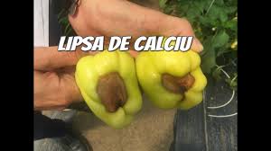 Cele 10 simptome pe care oamenii le ignora. CarenÈ›a Lipsa De Calciu La Ardei Tratamente Sfaturi Practice Youtube