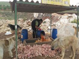 Buyuksehir Sokak Hayvanlarina Sahip Cikiyor Gaziantep Buyuksehir Belediyesi
