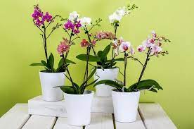 Untuk anda para pecinta tanaman hias, tentunya anda membutuhkan tanaman hias outdoor untuk memercantik dan memperindah pekarangan rumah anda, disini ada 35. 12 Jenis Bunga Anggrek Yang Paling Cantik Dan Banyak Dicari Seruni Id