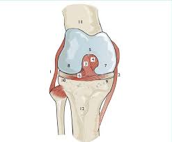 Anatomy Of The Knee Joint 1 Lateral Collateral Ligament 2 Medial Download Scientific Diagram