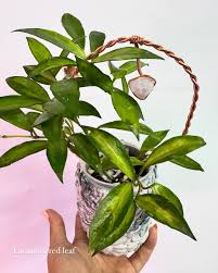 Image result for Selago lacunosa