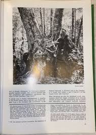 Image result for Faurea discolor