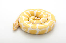 Try browsing the ball pythons index if you're looking for something specific. Albino Ball Python Morph 13 Incredible Photos Info