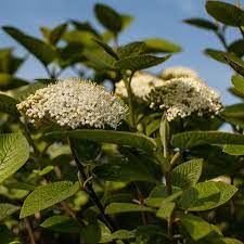 We did not find results for: Wayfaring Tree Viburnum Lantana Hedge Hedges Direct Uk