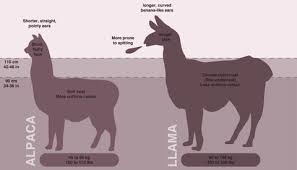 Image result for llama