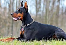 Resultado de imagen para doberman