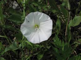 Image result for Convolvulus arvensis