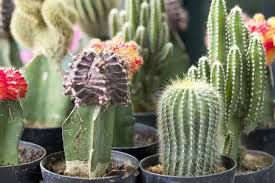 La tuna o nopal es una planta tropical de la familia de los cactus. El Cactus Y Sus Propiedades Beneficiosas El Blog De Meritxell