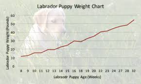 scientific puppy growth chart in kilos labrador puppy weight