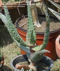 Image result for Aloe excelsa