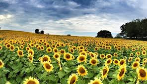 We would like to show you a description here but the site won't allow us. Kansas Farmer Prepares For Sunflower Field To Bloom Kake
