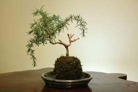 Image result for rosemary bonsai