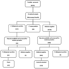 schematic flow chart summarizing the sampling process