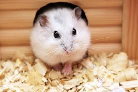 Put their habitat in the right place. Dwarf Hamster Facts Care Tips Pet Comments
