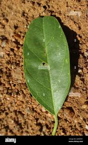 Image result for Maerua angolensis