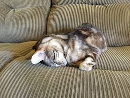 However, it helps an cat which is suffering from an incurable medical signs indicating it's time to put the cat to sleep. How We Came To Euthanize Our Diabetic Cat Pica