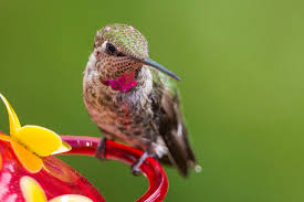 4:1 ratio, that is, 4 cups of water to 1 cup sugar. Best Hummingbird Nectar Recipe Hummingbirds Plus