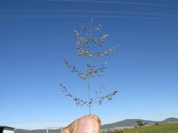 Image result for Eragrostis cylindriflora