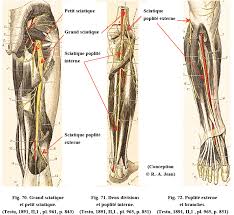 Anatomie Humaine Membre Inferieur Iii Atlas 2 Histoire De La Medecine En Egypte Ancienne