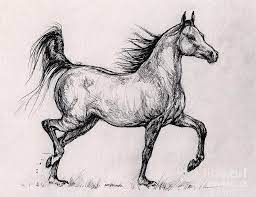 Sep 03, 2011 · an arabian running across a grassy meadow is proof that the hand of god has touched this world, even if only briefly. Running Bay Arabian Horse By Angel Tarantella Horse Sketch Horse Drawings Horse Drawing